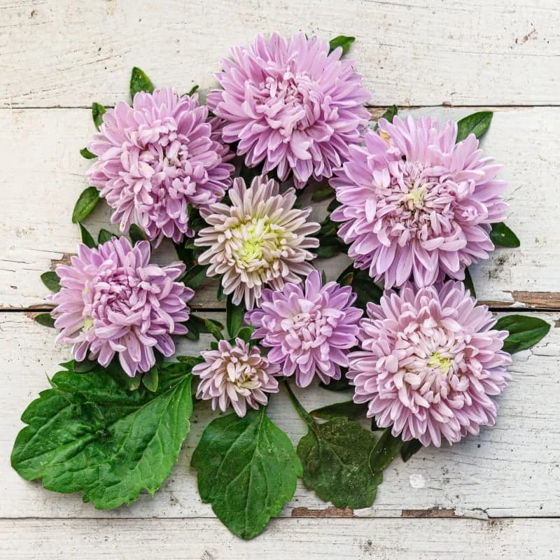 Lady Coral Lavender Aster Seeds — Compact Perennial Bloom - View 1