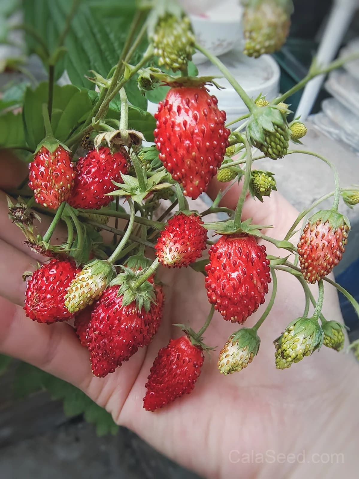 Strawberry 'Alexandria' Alpine Seeds — Sweet Perennial Fruit - Main