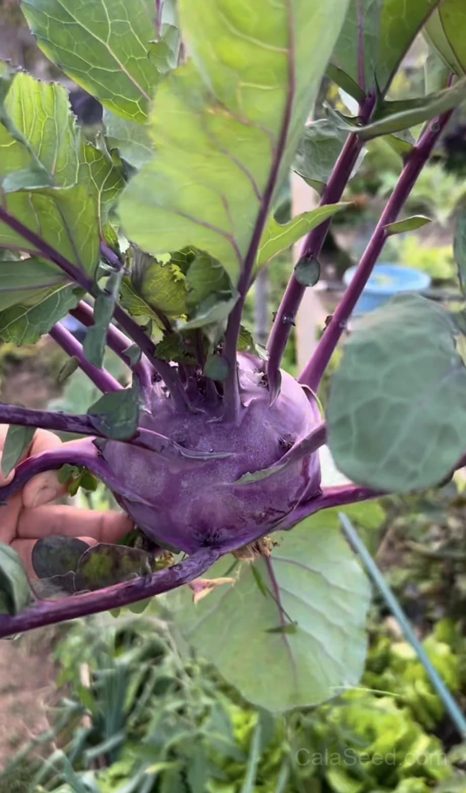 Purple Vienna Kohlrabi Seeds — Heirloom Organic Vegetable - Alt