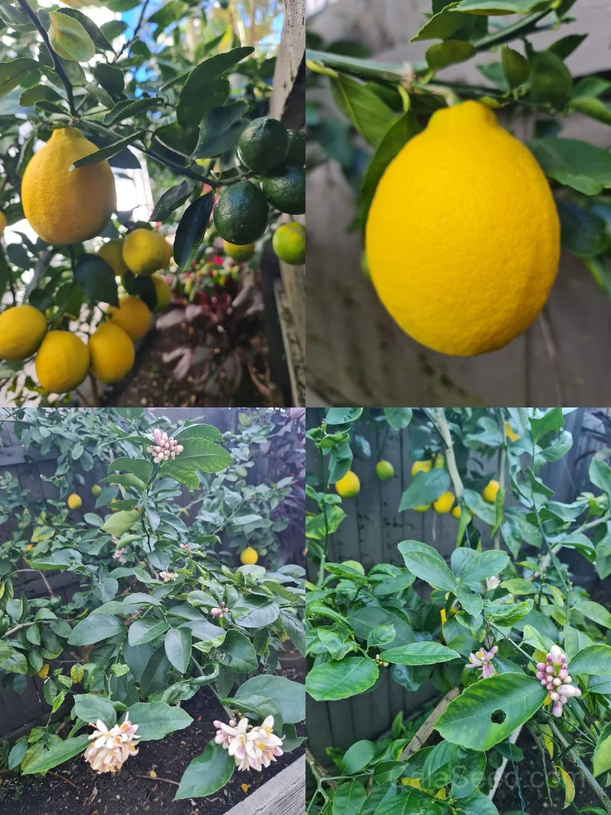 Lemon 'Citrus Limon' Seeds — Classic Citrus Fruit - Main