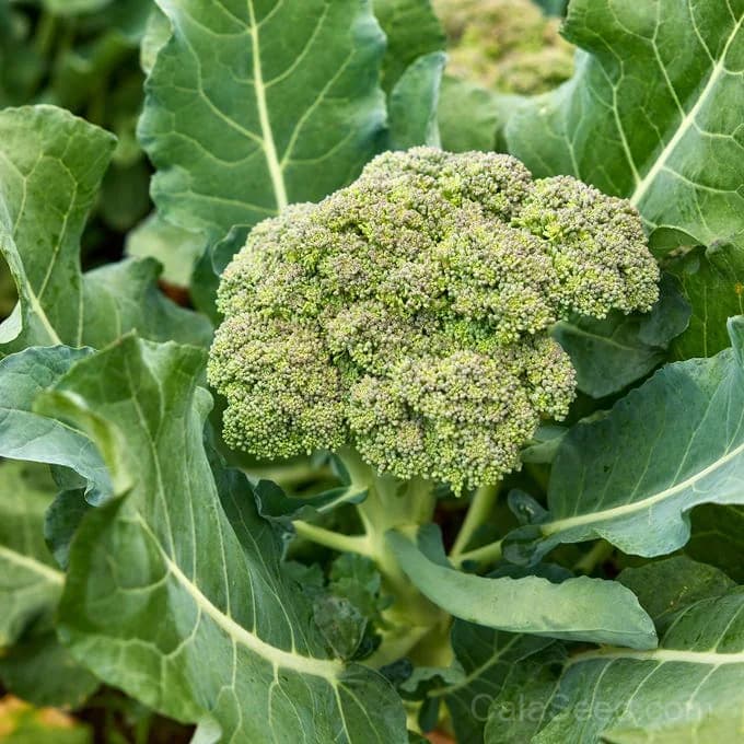 Gypsy Broccoli Seeds — Prolific Purple-Headed Sprouting - Main