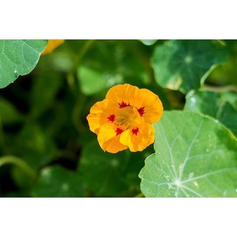 Out of Africa Nasturtium Seeds — Heirloom Edible Flower - View 3