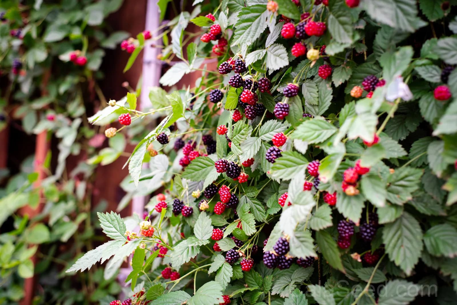 Blackberry 'Allegheniensis' Seeds — Native Wild Fruit Bush - View 3