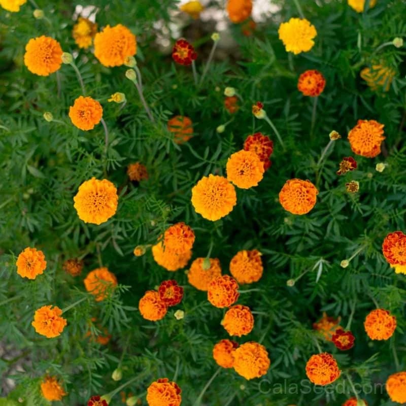 Petite Mix Marigold Seeds — Compact Colorful Annual Flowers - Alt