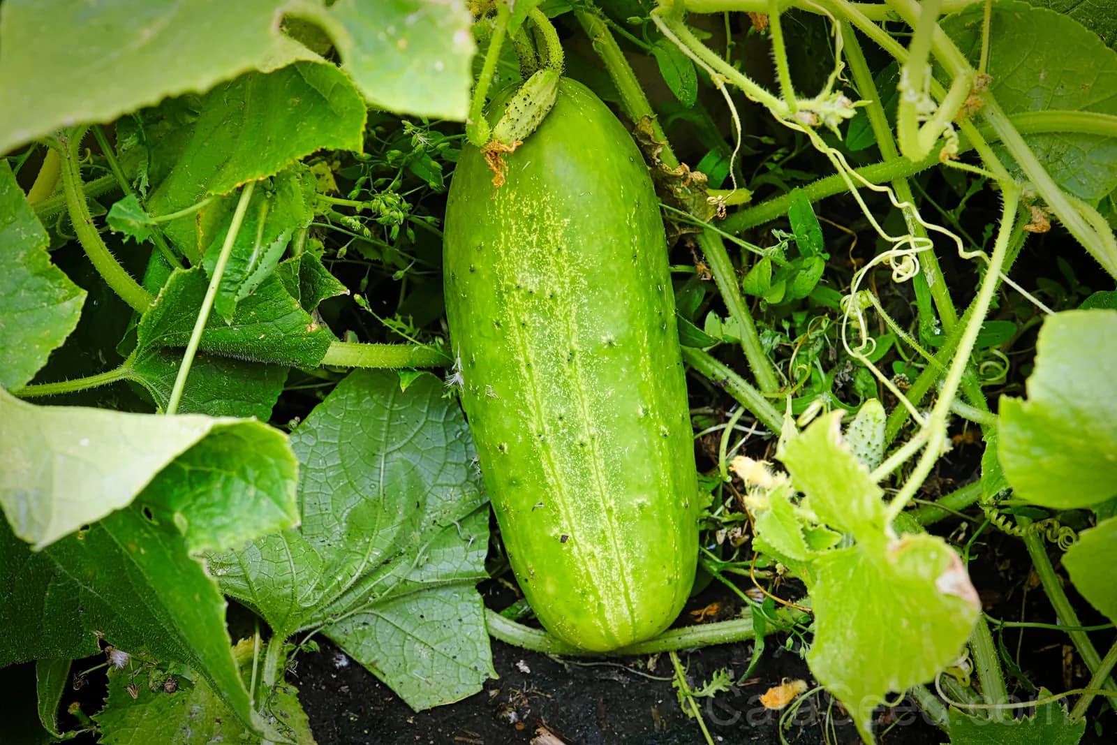 Boston Pickling Cucumber Seeds — Heirloom Gherkin Vegetable - Alt