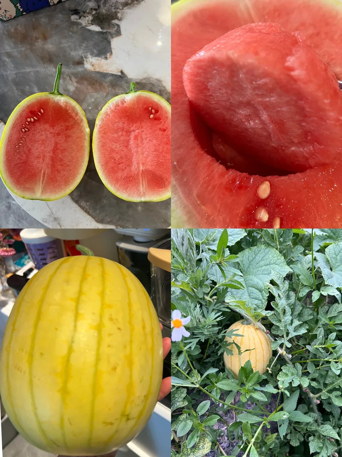 Premium Yellow Skin Seedless Watermelon Seeds | Sweet Rare Variety for Home Gardeners - View 4