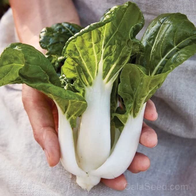 Toy Choi Pak Choi Seeds — Compact Chinese Cabbage - Main