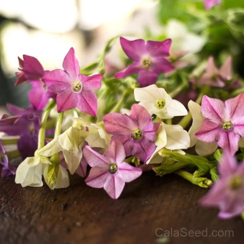 Sensation Mix Nicotiana Seeds — Fragrant Night-Blooming Flowers - View 4