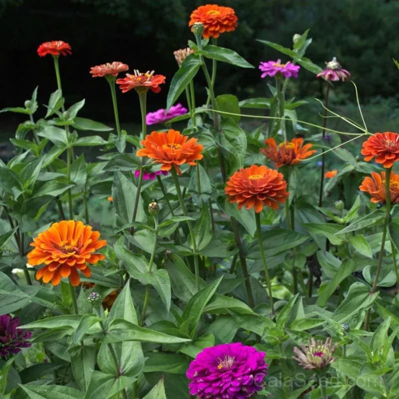 Dahlia 'Flower Mix' Zinnia Seeds — Vibrant Cut Flower Blend - Main