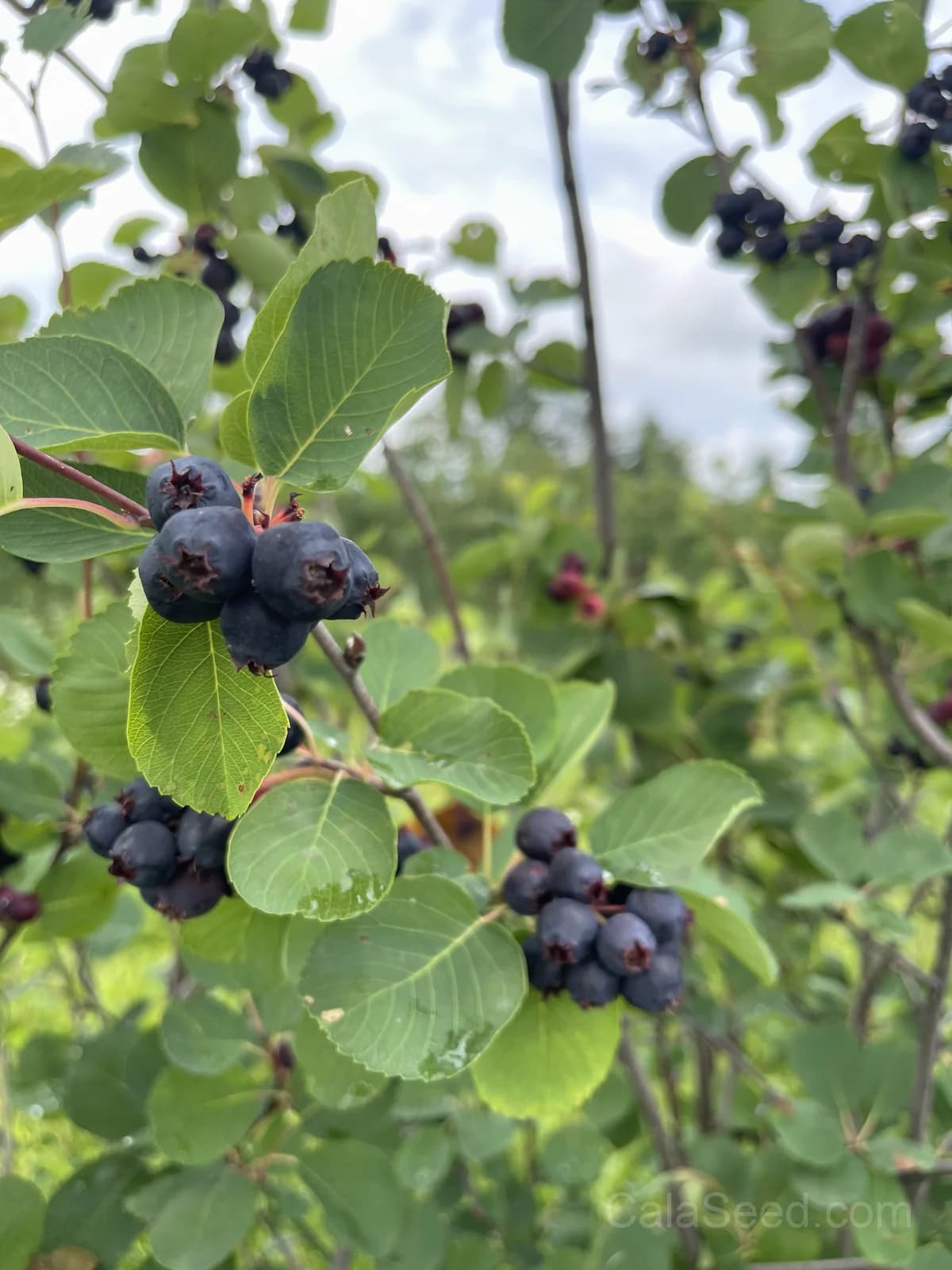 Saskatoon Serviceberry 'Amelanchier Alnifolia' Seeds — Native Edible Purple Berry - View 7