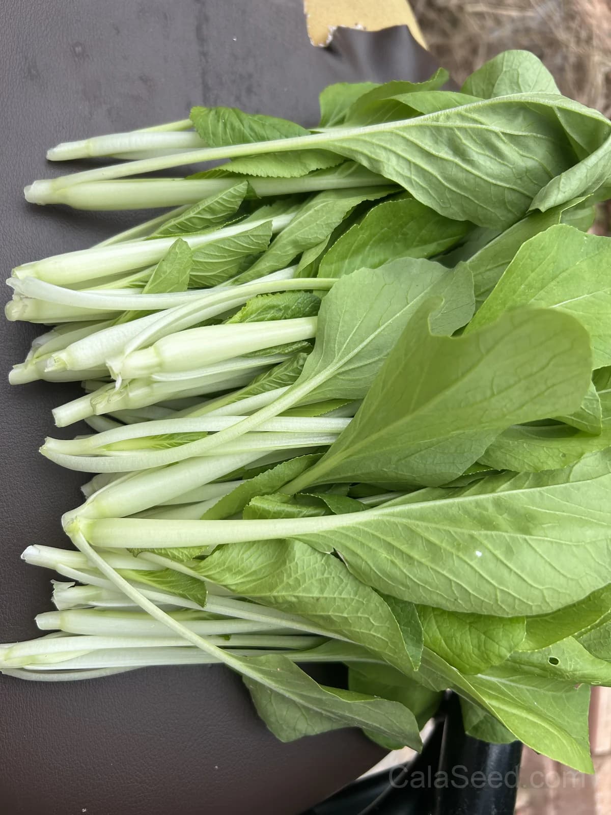 Pak Choi 'White Choi' Seeds — Tender Chinese Cabbage - View 2