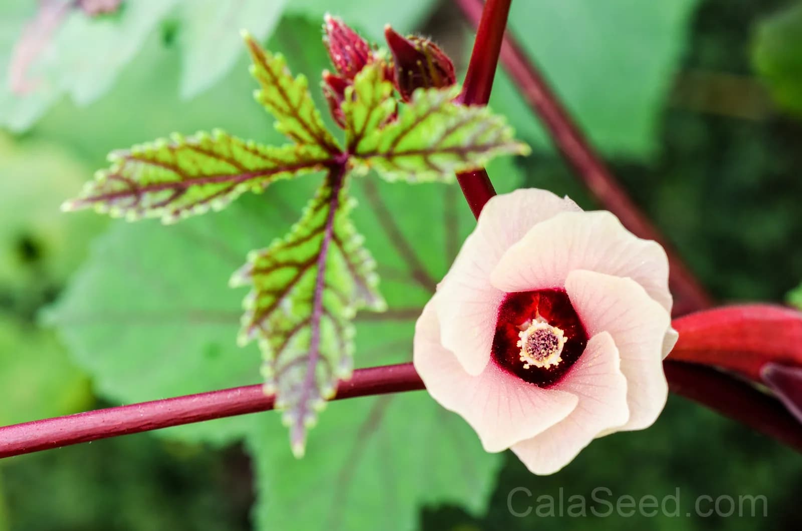 Roselle Hibiscus 'Sabdariffa' Seeds — Edible Red Calyces - View 4