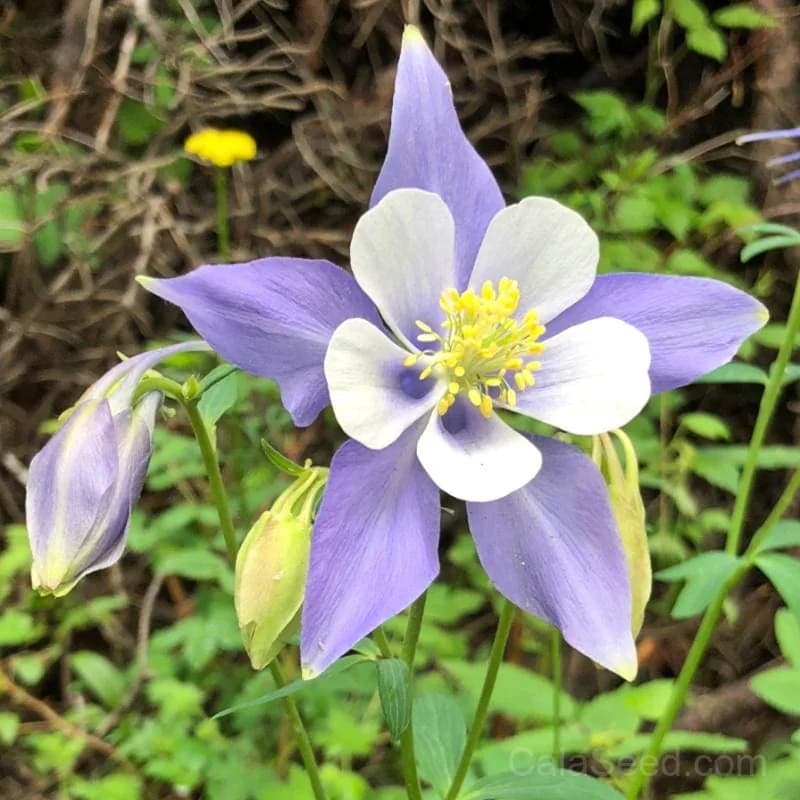 McKana Giants Columbine Seeds — Tall Bicolor Perennial Blooms - Main