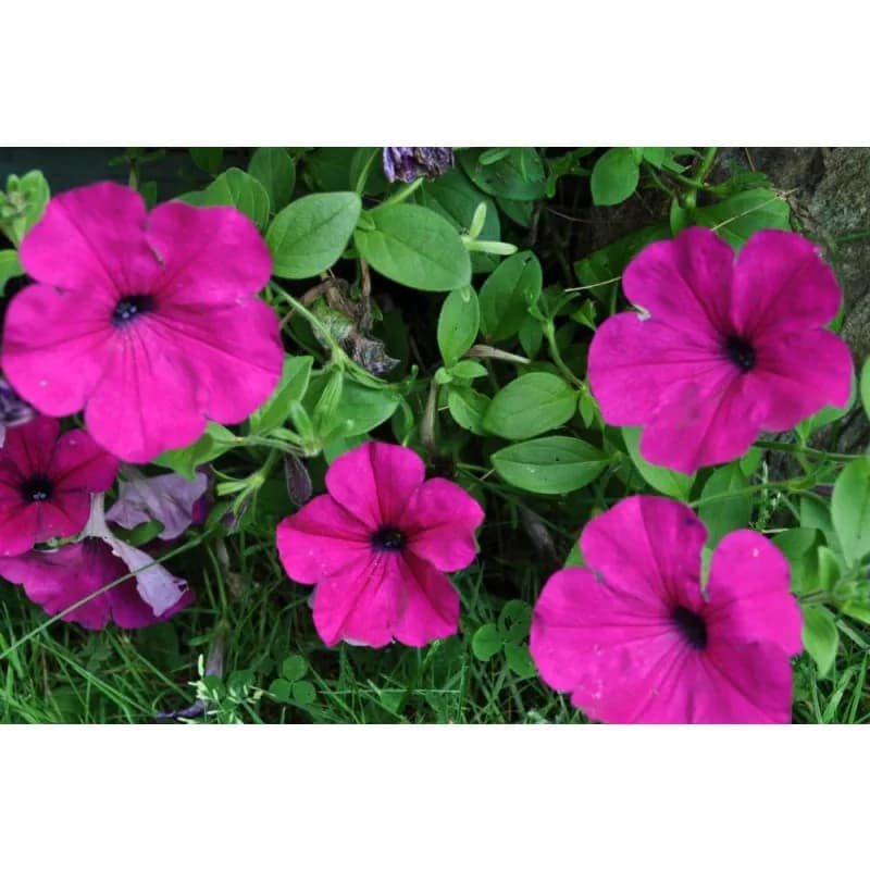Purple Wave Petunia Seeds — Spreading Ground Cover Bloom - View 2