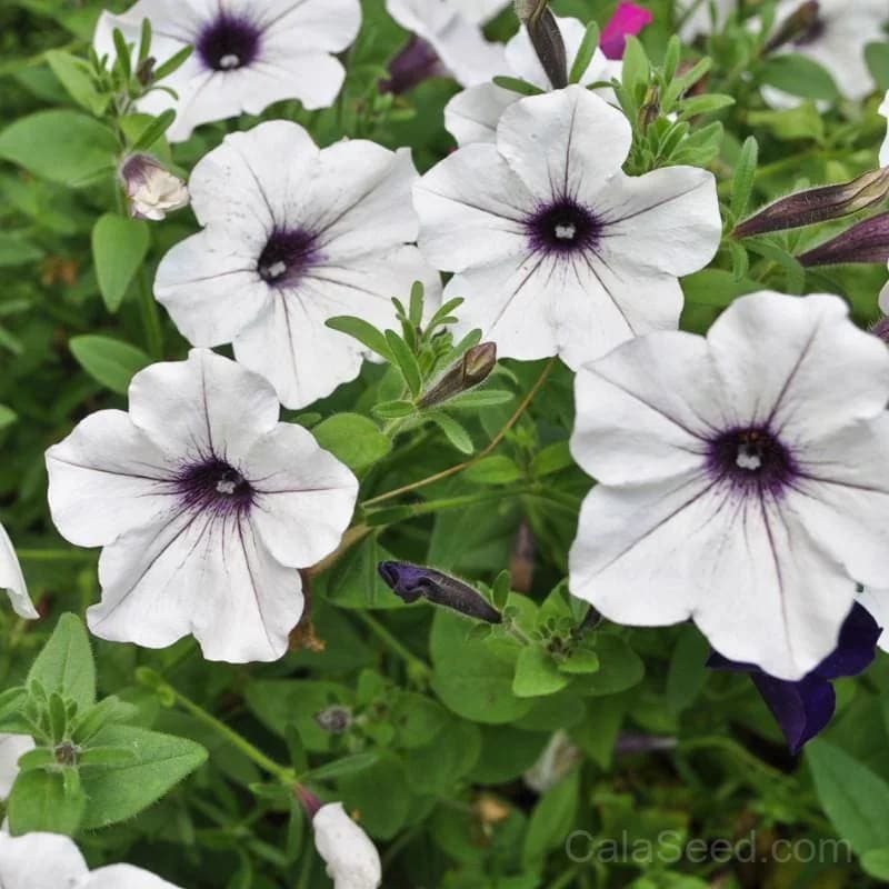 Tidal Wave Silver Petunia Seeds — Heat-Tolerant Spreading Bloom - Main