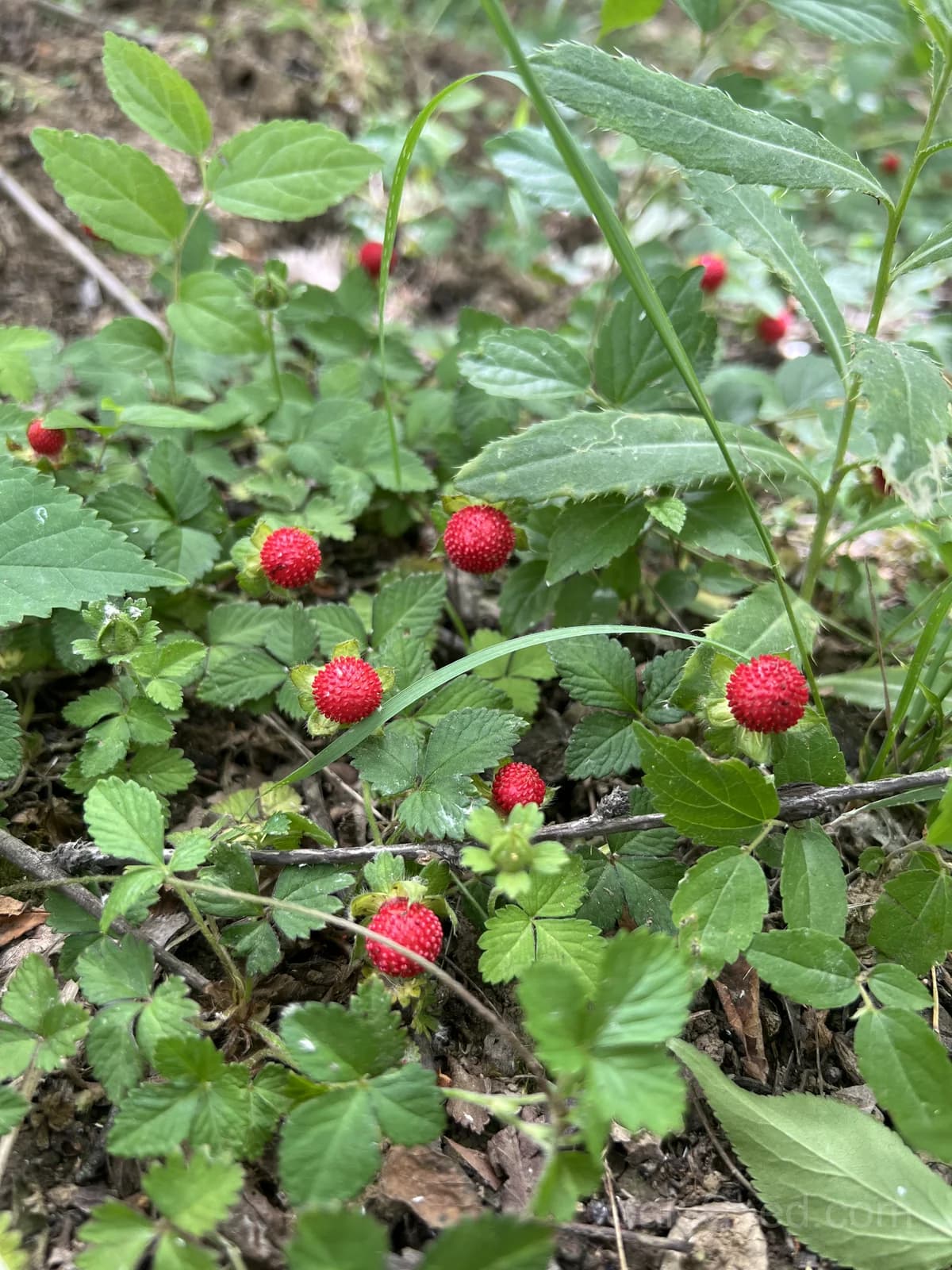 Wild Strawberry 'Vesca' Seeds — Tiny Alpine Fruit - View 2