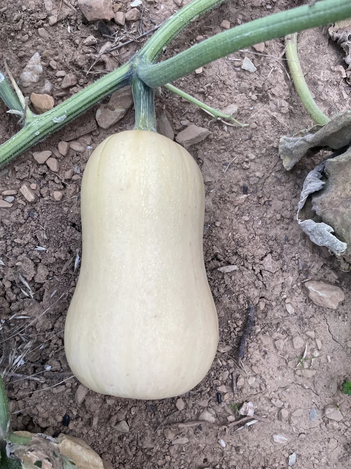 Waltham Butternut Squash Seeds — Classic Organic Winter Squash - View 8