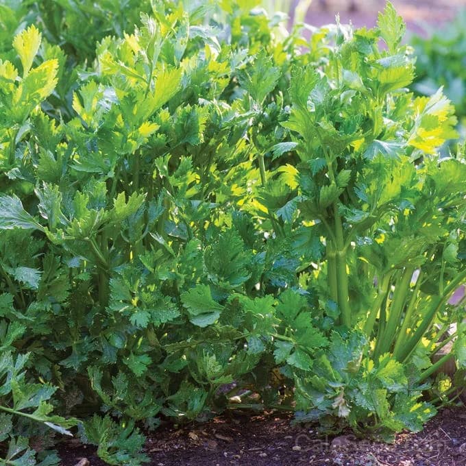 Tango Celery Seeds — Crisp Heirloom Stalks - Alt