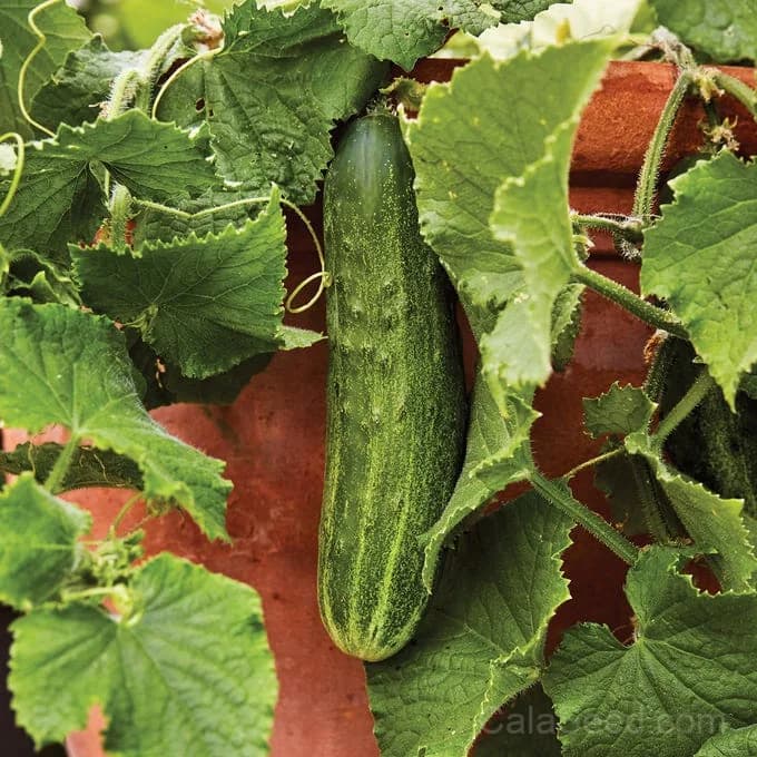 Bush Champion Cucumber Seeds — High-Yield Garden Favorite - Main