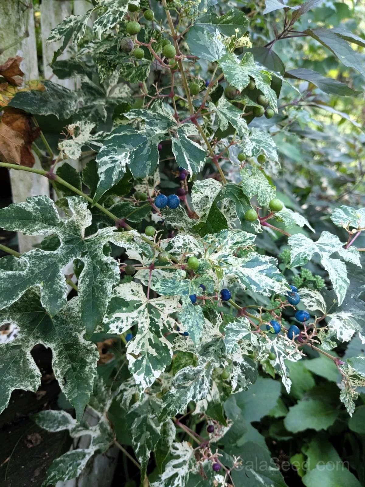 Variegated Porcelain Berry Vine Seeds — Ornamental Blue-Pink Berries - Alt