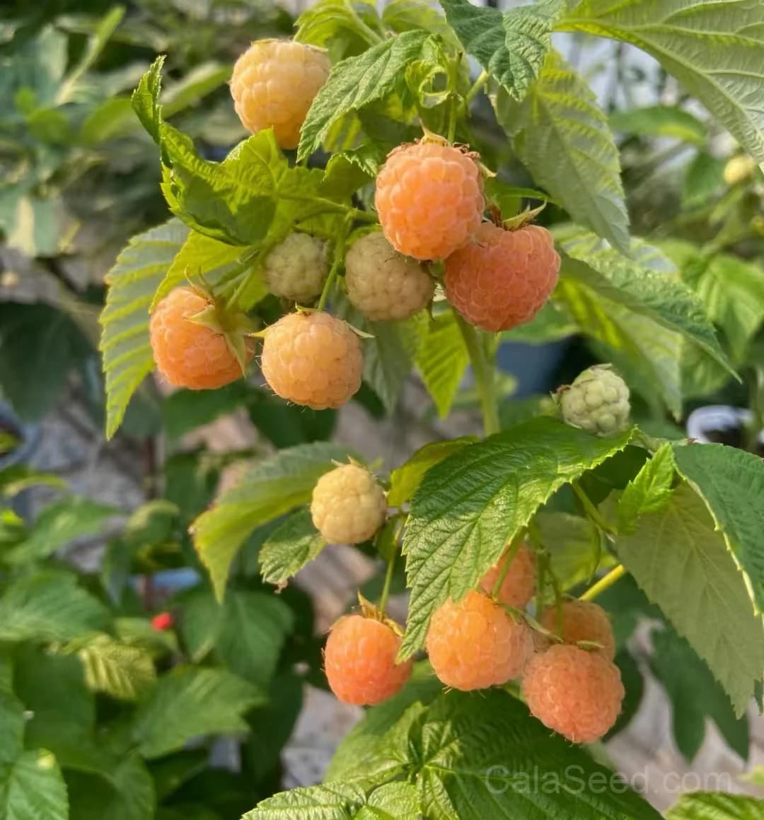 Raspberry 'Fall Gold' Seeds — Golden Ever-Bearing Fruit - Main