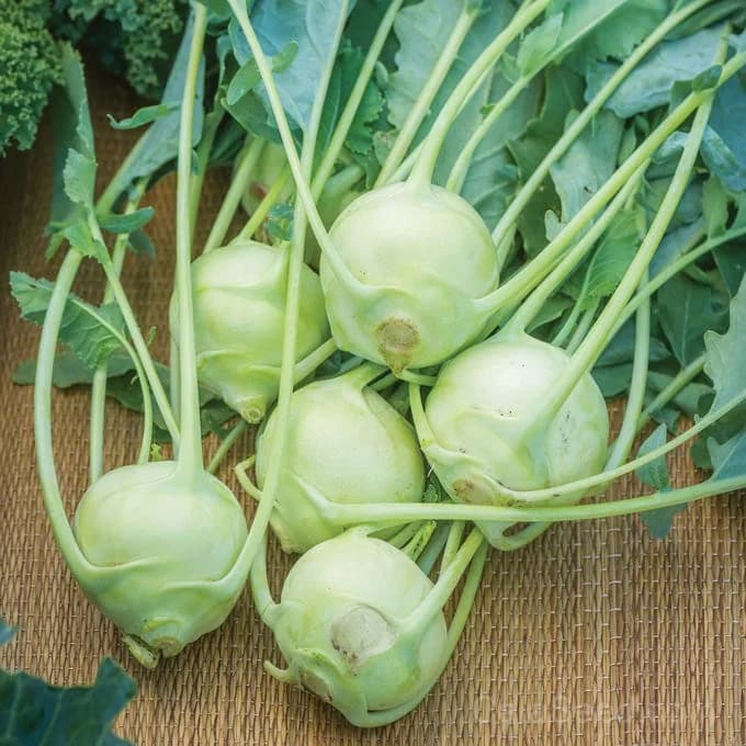 Konan Kohlrabi Seeds — Crisp Purple Bulb Vegetable - Alt
