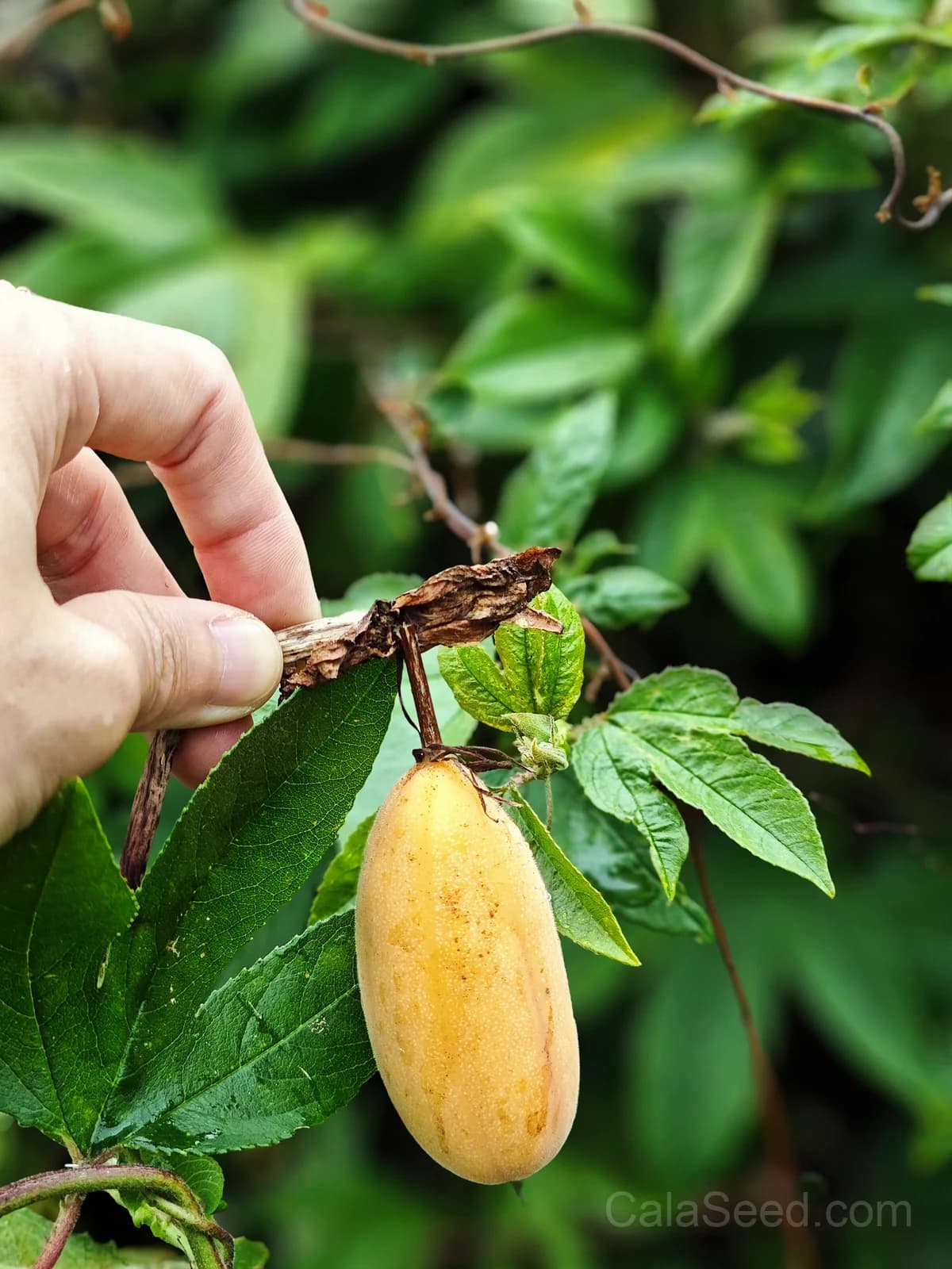 Pink Passion Flower 'Banana Passion Fruit' Seeds — Yellow Skin Orange Pulp Vine - View 7