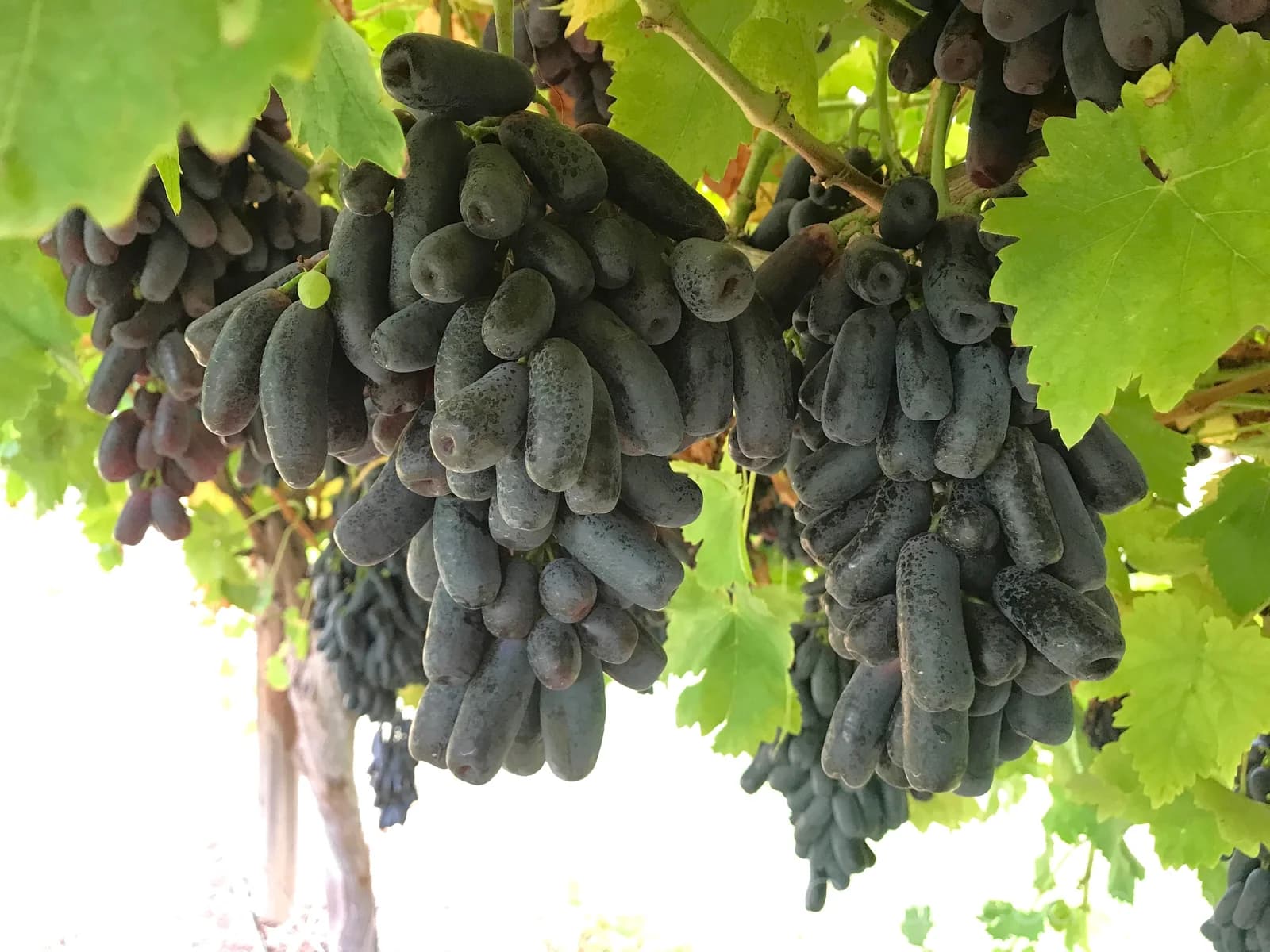 Black Finger Grape 'Vitis Vinifera' Seeds — Rare Fruit Vine - View 4