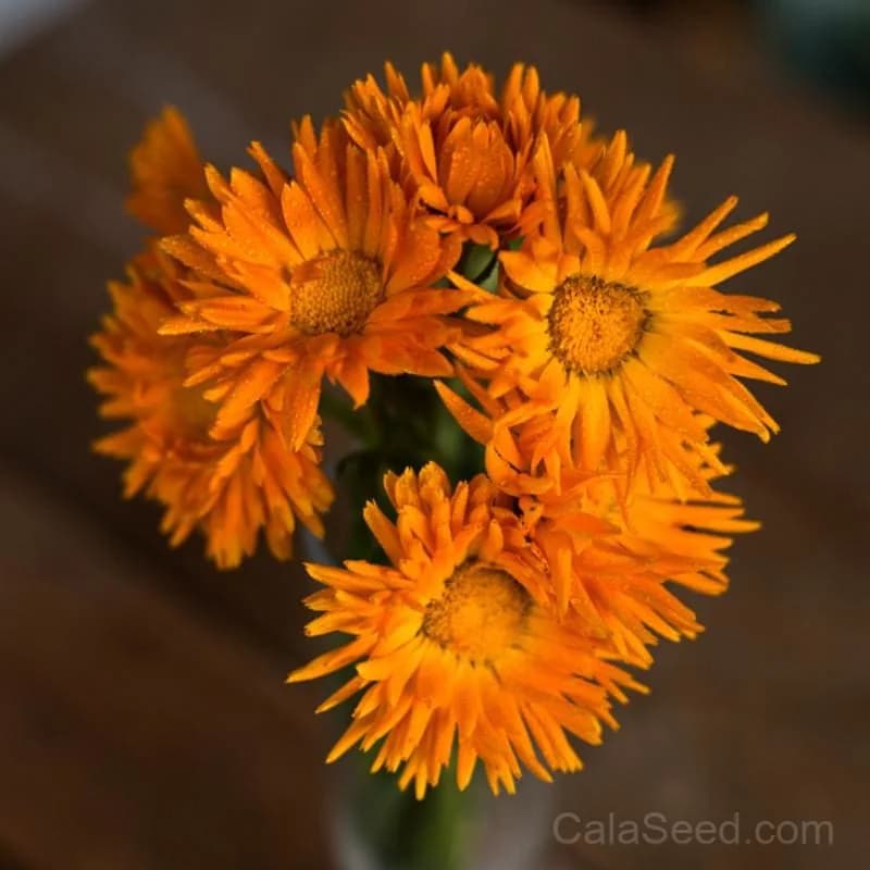 Radio Calendula Seeds — Vibrant Pollinator-Friendly Blooms - View 1