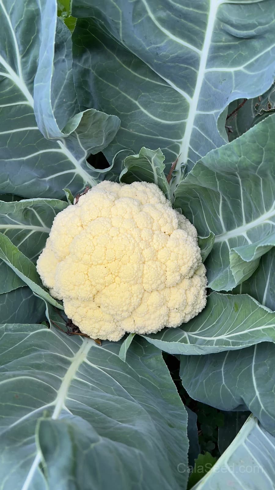 Snowball Y Cauliflower Seeds — Self-Blanching White Heads - View 3
