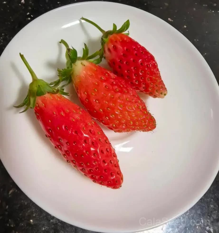 Banana Strawberry Seeds – Sweet, Fragrant, High Germination & Easy to Grow - Alt