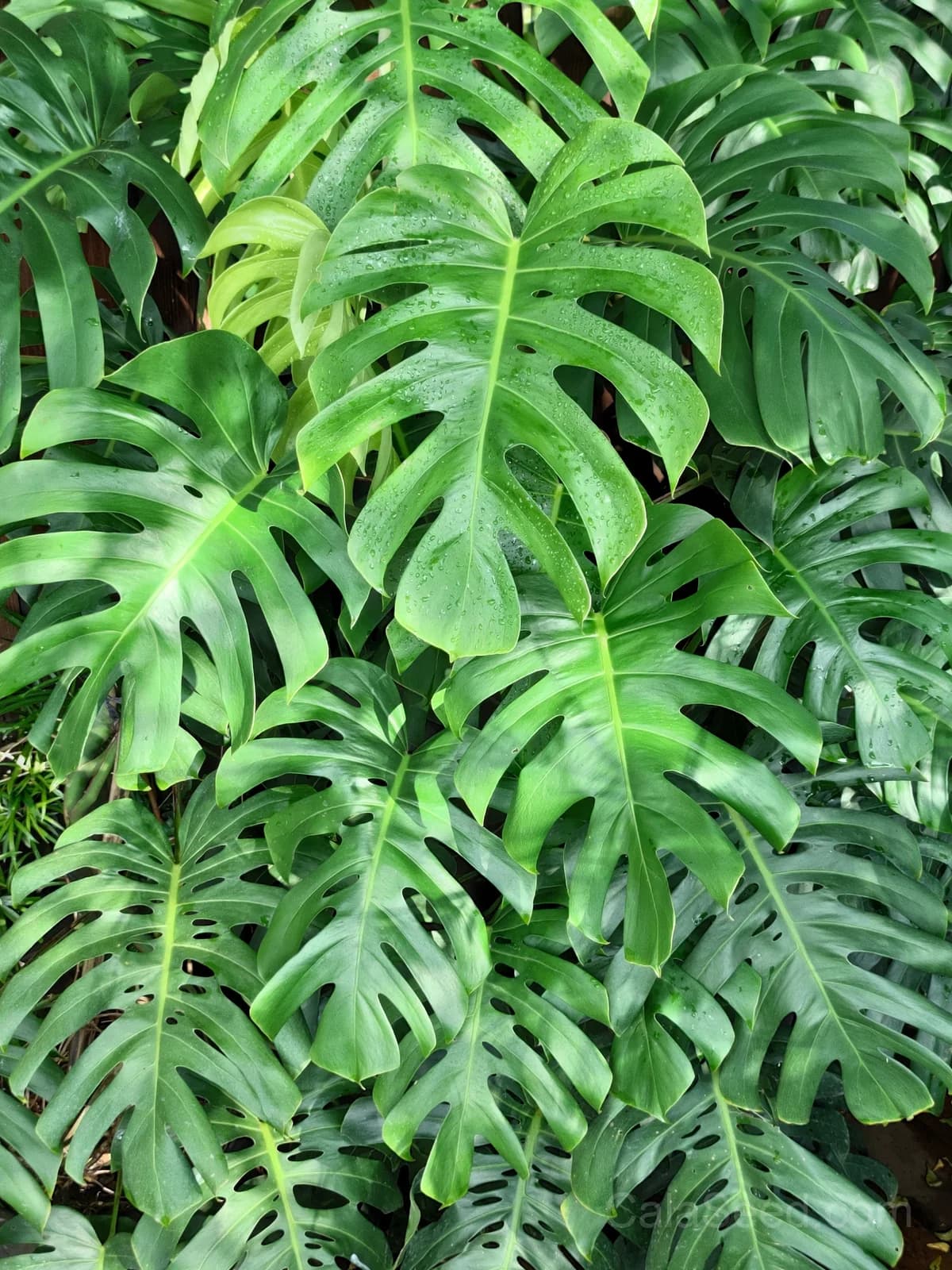 Split Leaf Philodendron 'Monstera Deliciosa' Seeds — Swiss Cheese Vine Plant - Main