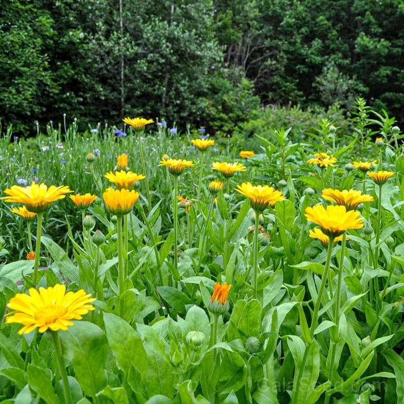 Calendula 'Resina' Seeds — Organic Herbal Flower - Main
