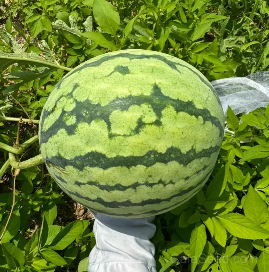 Crimson Sweet Watermelon Seeds — Classic Sweet Red Fruit - Alt