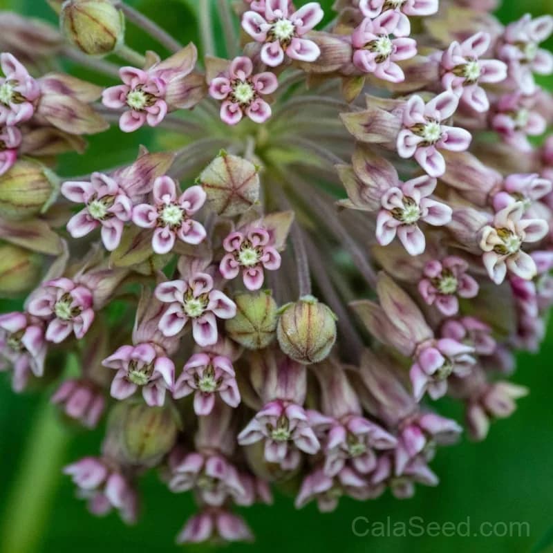 Common Milkweed Seeds — Monarch Butterfly Host Plant - View 5