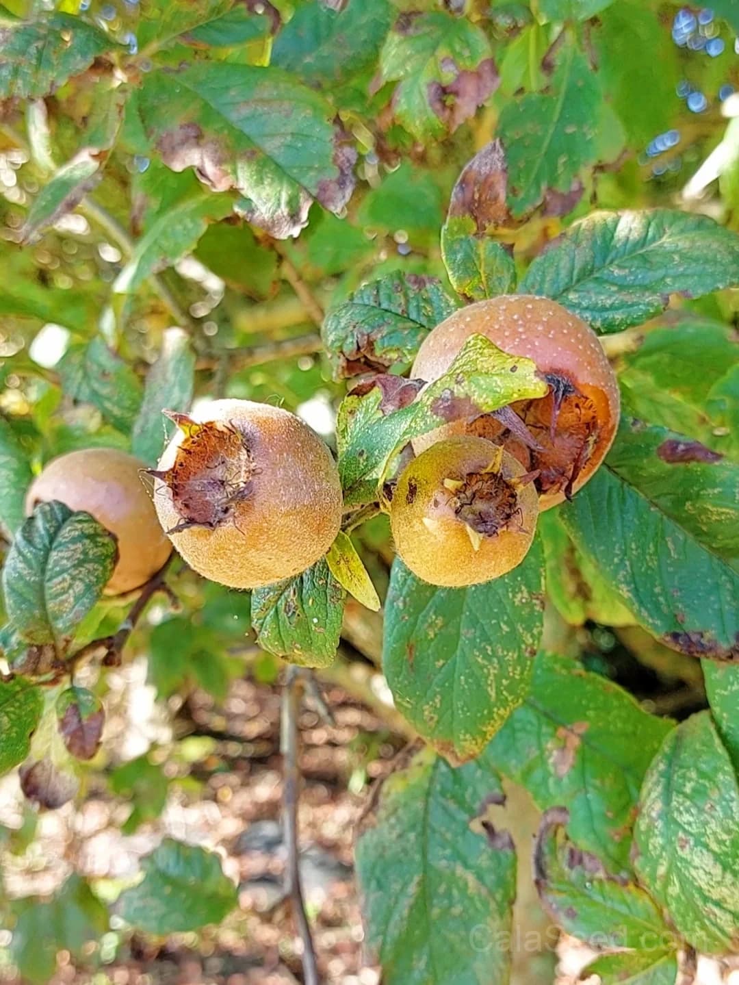 Medlar Seeds — Ancient Fruit for Unique Gardens - View 5