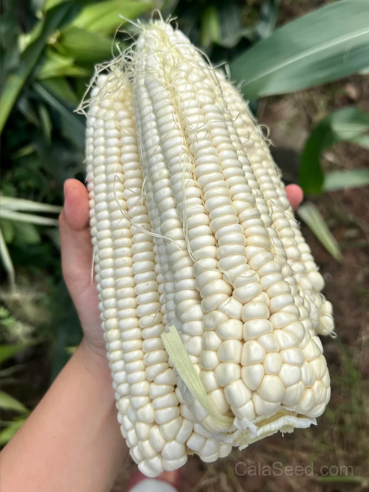 Country Gentleman Corn Seeds — Heirloom Sweet White Variety - View 2