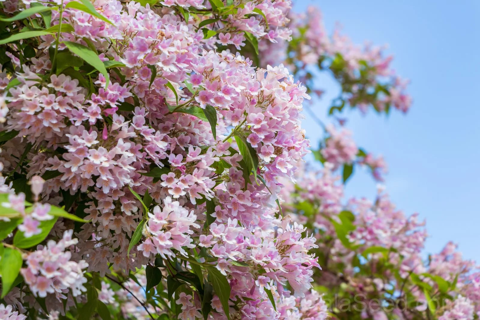 Beauty Bush 'Kolkwitzia Amabilis' Seeds — Pink & White Flowering Shrub - View 2