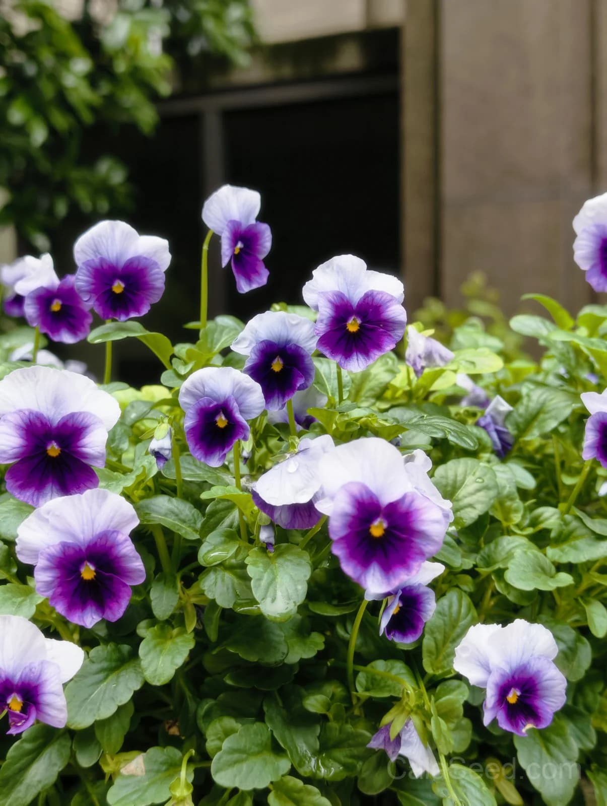 Cool Wave Berries n' Cream Pansy Seeds — Trailing Bicolor Flower Mix - Main