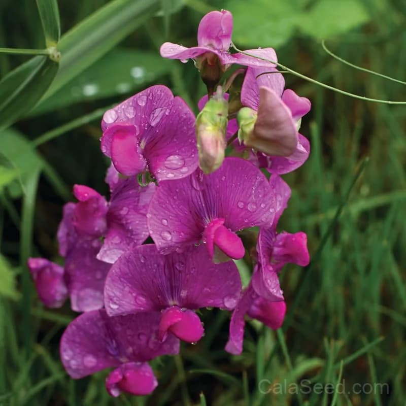 Perennial Sweet Pea Seeds — Fragrant Climbing Vine - View 1