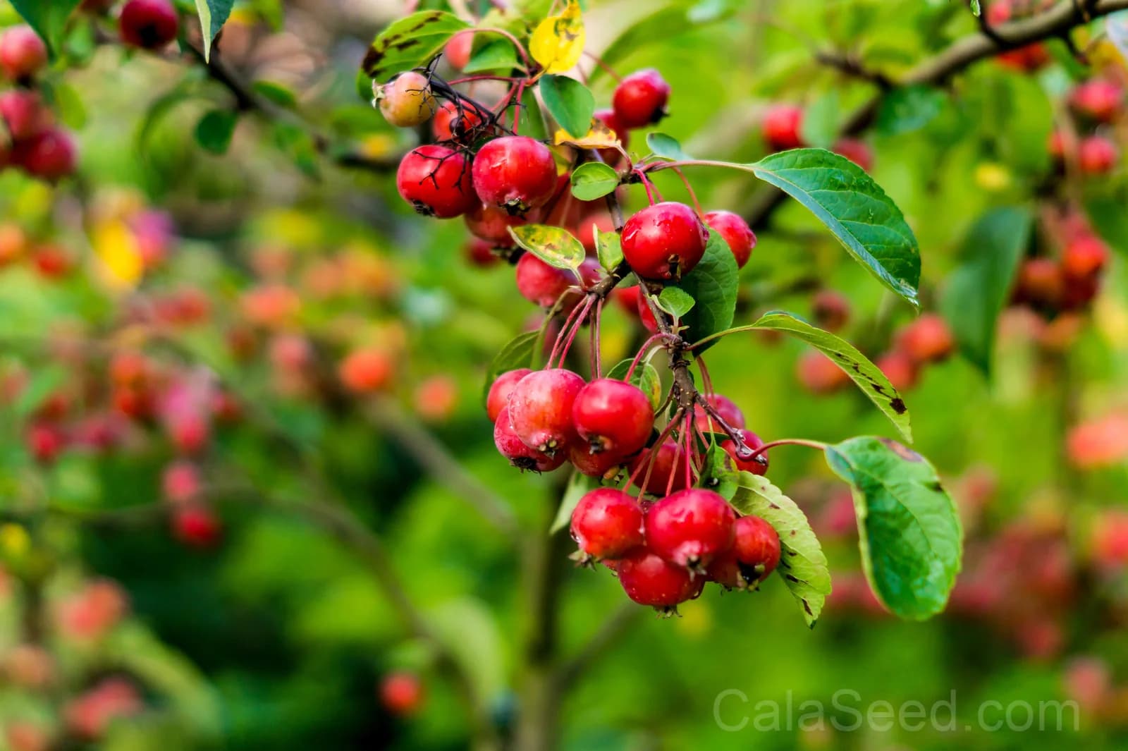 Sargent Crab Apple 'Malus Sargentii' Seeds — White Red Hummingbird Flowers - View 3