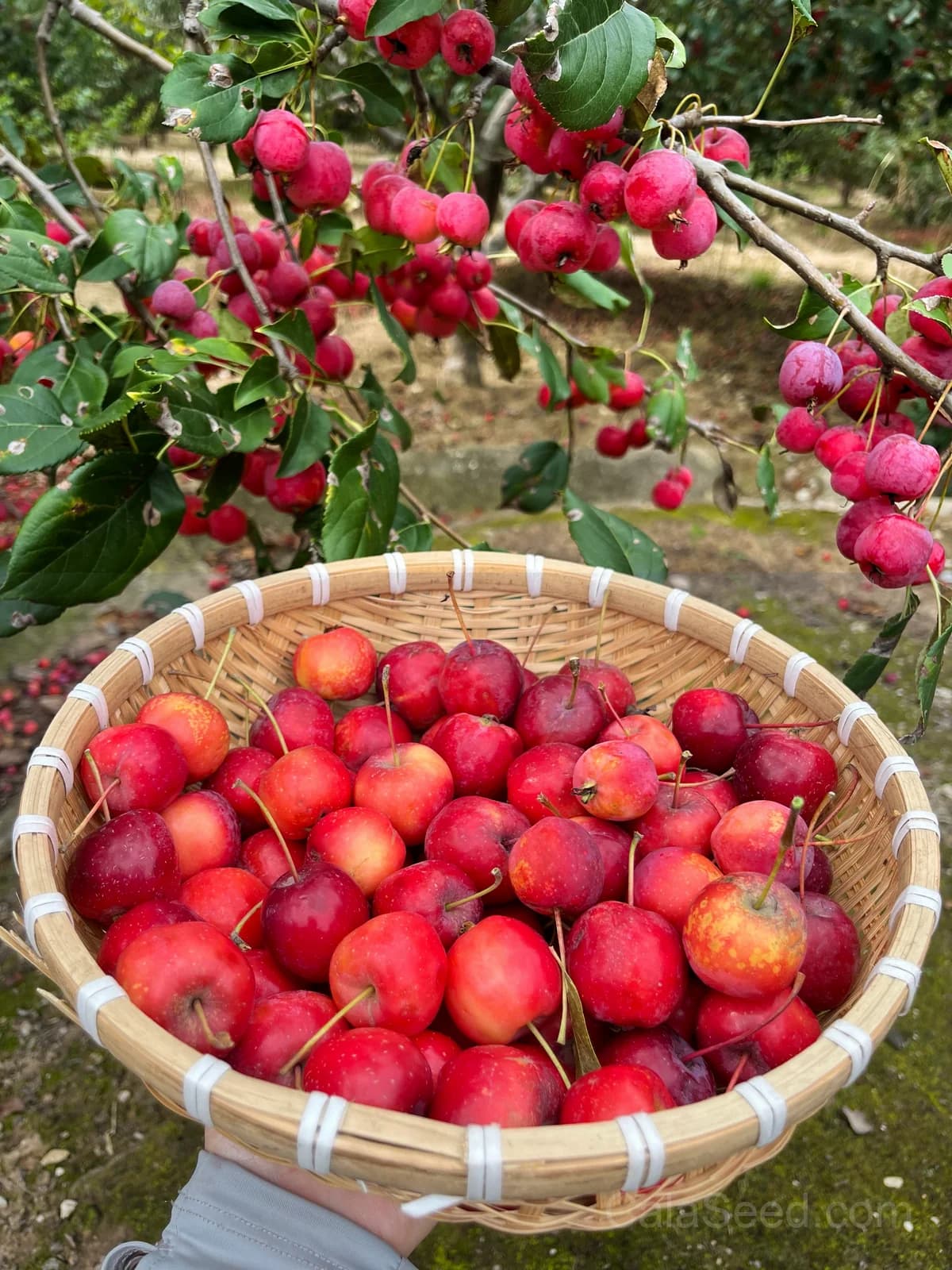 Sargent Crab Apple 'Malus Sargentii' Seeds — White Red Hummingbird Flowers - Alt
