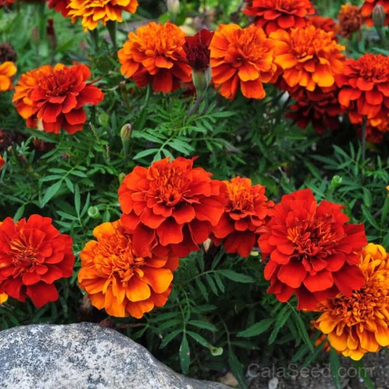 Fireball Marigold Seeds — Vibrant Red-Orange Blooms - Main