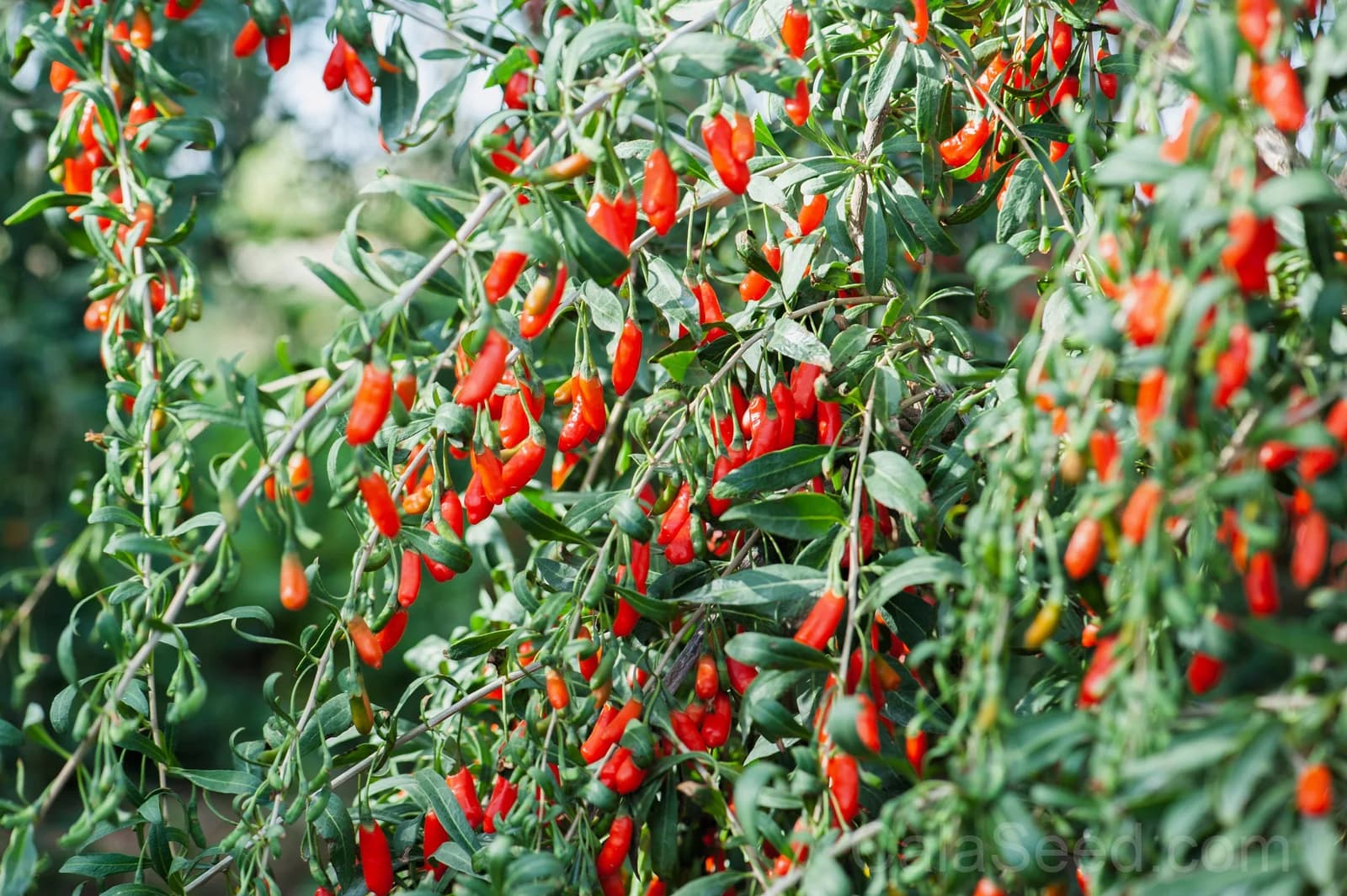 Himalayan Goji Berry 'Tibetan' Seeds — Antioxidant-Rich Superfruit - Alt
