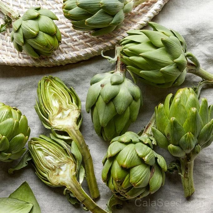 Wonder Artichoke Seeds — Perennial Gourmet Vegetable - Main