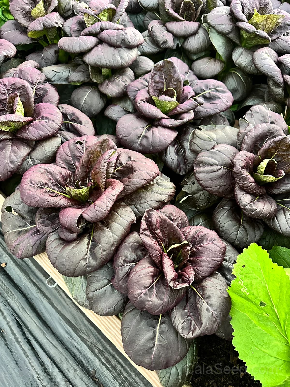 Red Dragon Napa Cabbage Seeds — Sweet Asian Heirloom - View 5