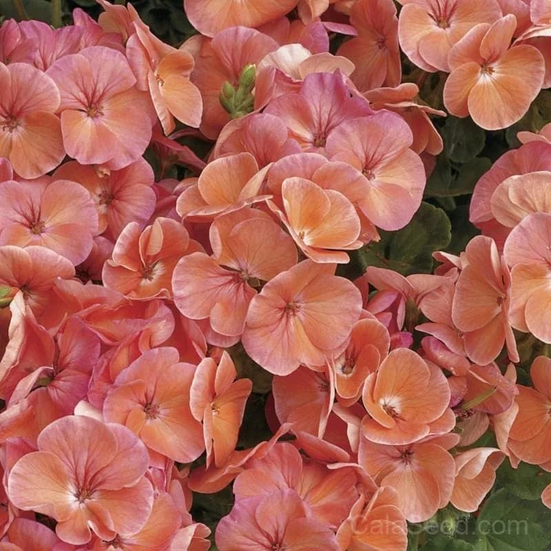 Multibloom Salmon Geranium Seeds — Continuous Blooming Flower - View 1