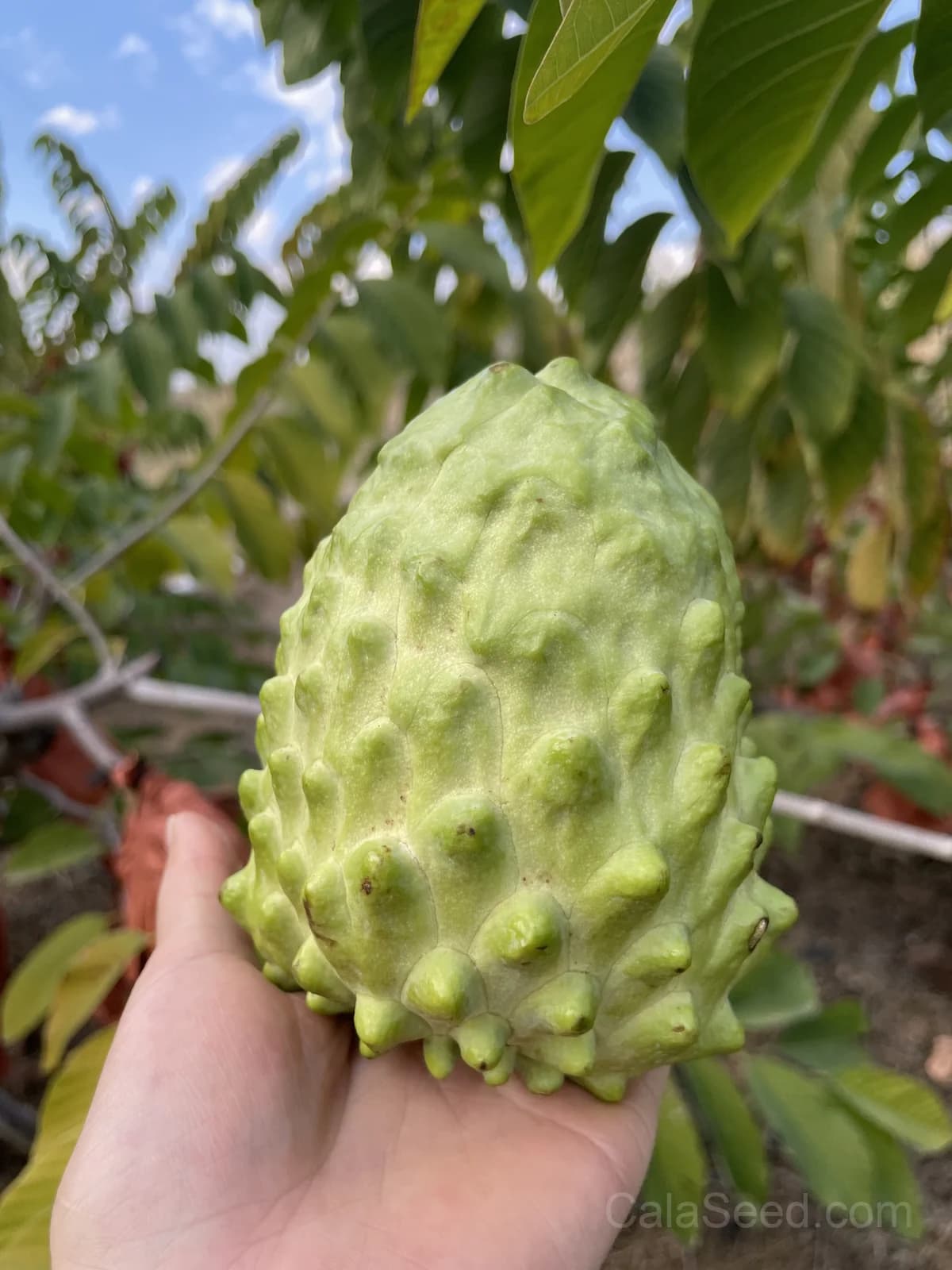 Custard Apple 'African Pride' Seeds — Sweet Tropical Fruit - View 4
