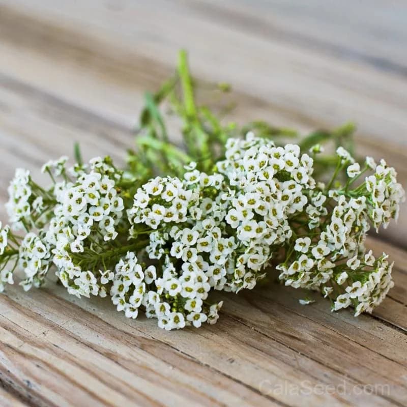 Carpet of Snow Alyssum Seeds — Low-Growing White Ground Cover - Alt