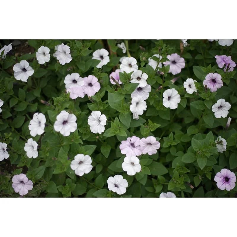Tidal Wave Silver Petunia Seeds — Heat-Tolerant Spreading Bloom - View 4